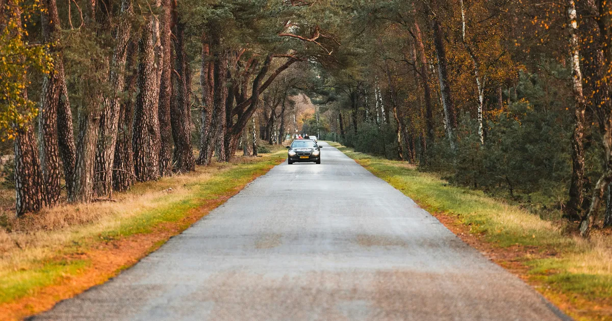 Een auto rijdt over een smalle weg tussen hoge bomen in de herfst